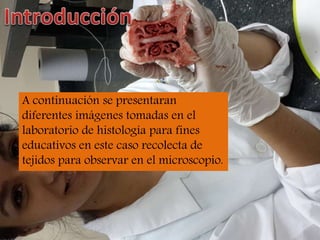 A continuación se presentaran
diferentes imágenes tomadas en el
laboratorio de histología para fines
educativos en este caso recolecta de
tejidos para observar en el microscopio.
 