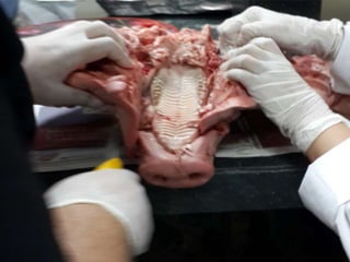 LABORATORIO DE HISTOLOGÍA 