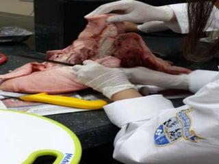 LABORATORIO DE HISTOLOGÍA 