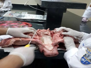 LABORATORIO DE HISTOLOGÍA 