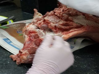 LABORATORIO DE HISTOLOGÍA 