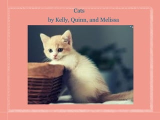 Cats
by Kelly, Quinn, and Melissa
 