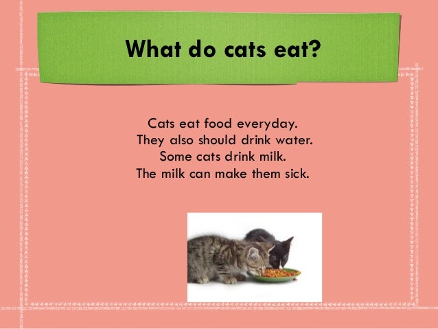 What Can Cats Eat And Drink What Can Cats Eat And Drink