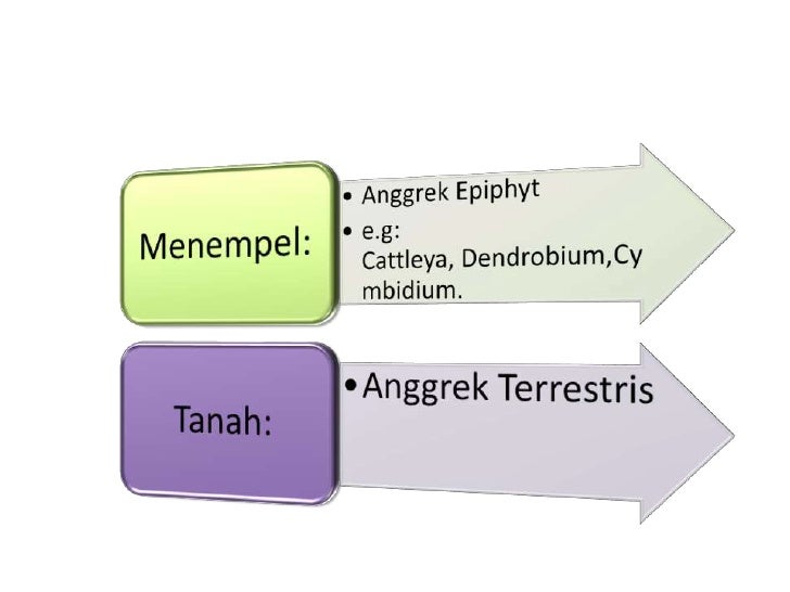 iTekniki iBudidayai iAnggreki