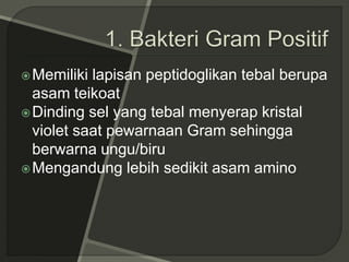 Memiliki lapisan peptidoglikan tebal berupa
asam teikoat
Dinding sel yang tebal menyerap kristal
violet saat pewarnaan Gram sehingga
berwarna ungu/biru
Mengandung lebih sedikit asam amino
 