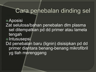 Aposisi
Zat selulosa/bahan penebalan dlm plasma
sel ditempatkan pd dd primer atau lamela
tengah
Intususepsi
Dd penebalan baru (lignin) disisipkan pd dd
primer diantara benang-benang mikrofibril
yg tlah merenggang
 