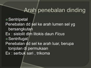 Sentripetal
Penebalan dd sel ke arah lumen sel yg
bersangkutan
Ex : sistolit dlm litokis daun Ficus
Sentrifugal
Penebalan dd sel ke arah luar, berupa
tonjolan di permukaan
Ex : serbuk sari , trikoma
 