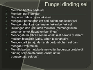 1. Memberi bentuk pada sel
2. Memberi perlindungan
3. Berperan dalam reproduksi sel
4. Mengatur pertukaran zat dari dalam dan keluar sel
5. Mempertahankan dan menentukan bentuk sel
6. Dukungan dan kekuatan mekanik (memungkinkan
tanaman untuk dapat tumbuh tinggi)
7. Mencegah membran sel meledak saat berada di dalam
medium hipotonik (yaitu, tahan tekanan air).
8. Mengendalikan laju dan arah pertumbuhan sel dan
mengatur volume sel.
9. Memiliki peran metabolisme (yaitu, beberapa protein di
dinding sel adalah enzim-enzim untuk
transportasi, sekresi).
 