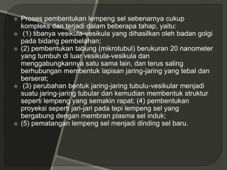  Proses pembentukan lempeng sel sebenarnya cukup
kompleks dan terjadi dalam beberapa tahap, yaitu:
 (1) tibanya vesikula-vesikula yang dihasilkan oleh badan golgi
pada bidang pembelahan;
 (2) pembentukan tabung (mikrotubul) berukuran 20 nanometer
yang tumbuh di luar vesikula-vesikula dan
menggabungkannya satu sama lain, dan terus saling
berhubungan membentuk lapisan jaring-jaring yang tebal dan
berserat;
 (3) perubahan bentuk jaring-jaring tubulu-vesikular menjadi
suatu jaring-jaring tubular dan kemudian membentuk struktur
seperti lempeng yang semakin rapat; (4) pembentukan
proyeksi seperti jari-jari pada tepi lempeng sel yang
bergabung dengan membran plasma sel induk;
 (5) pematangan lempeng sel menjadi dinding sel baru.
 