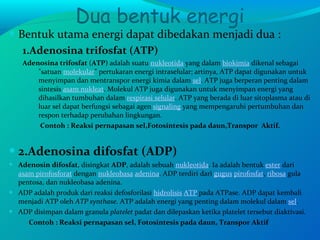 Dua bentuk energi Bentuk utama ener g i dapat dibedakan menjadi dua : 1.Adenosina trifosfat (ATP) Adenosina trifosfat  ( ATP ) adalah suatu  nukleotida  yang dalam  biokimia  dikenal sebagai "satuan  molekular " pertukaran energi intraselular; artinya, ATP dapat digunakan untuk menyimpan dan mentranspor energi kimia dalam  sel . ATP juga berperan penting dalam sintesis  asam nukleat . Molekul ATP juga digunakan untuk menyimpan energi yang dihasilkan tumbuhan dalam  respirasi selular . ATP yang berada di luar sitoplasma atau di luar sel dapat berfungsi sebagai agen  signaling  yang mempengaruhi pertumbuhan dan respon terhadap perubahan lingkungan.   Contoh : Reaksi pernapasan sel,Fotosintesis pada daun,Transpor  Aktif. 2.Adenosina difosfat (ADP) Adenosin difosfat , disingkat  ADP , adalah sebuah  nukleotida . Ia adalah bentuk  ester  dari  asam pirofosforat  dengan  nukleobasa   adenina . ADP terdiri dari  gugus   pirofosfat ,  ribosa  gula pentosa, dan nukleobasa adenina. ADP adalah produk dari reaksi defosforilasi  hidrolisis   ATP  pada ATPase. ADP dapat kembali menjadi ATP oleh  ATP synthase . ATP adalah energi yang penting dalam molekul dalam  sel . ADP disimpan dalam granula  platelet  padat dan dilepaskan ketika platelet tersebut diaktivasi.   Contoh : Reaksi pernapasan sel, Fotosintesis pada daun, Transpor Aktif 