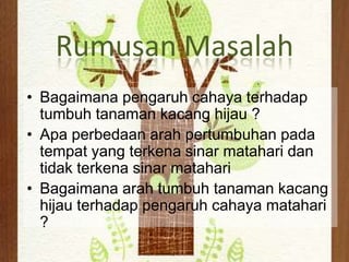 Rumusan Masalah
• Bagaimana pengaruh cahaya terhadap
  tumbuh tanaman kacang hijau ?
• Apa perbedaan arah pertumbuhan pada
  tempat yang terkena sinar matahari dan
  tidak terkena sinar matahari
• Bagaimana arah tumbuh tanaman kacang
  hijau terhadap pengaruh cahaya matahari
  ?
 