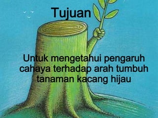 Tujuan


 Untuk mengetahui pengaruh
cahaya terhadap arah tumbuh
   tanaman kacang hijau
 