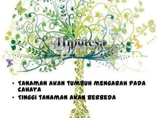 • Tanaman akan tumbuh mengarah pada
  cahaya
• Tinggi tanaman akan berbeda
 