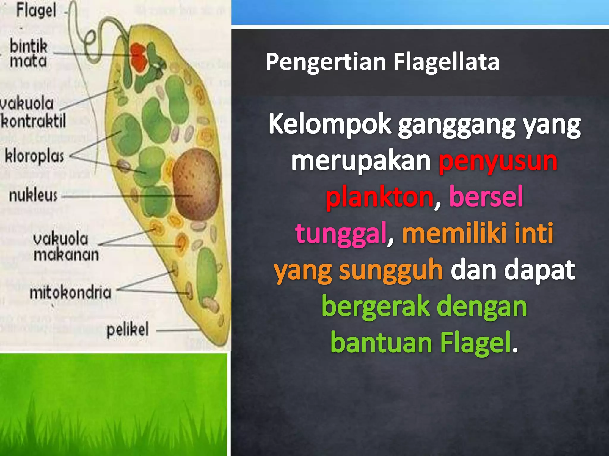 Pengertian Flagellata