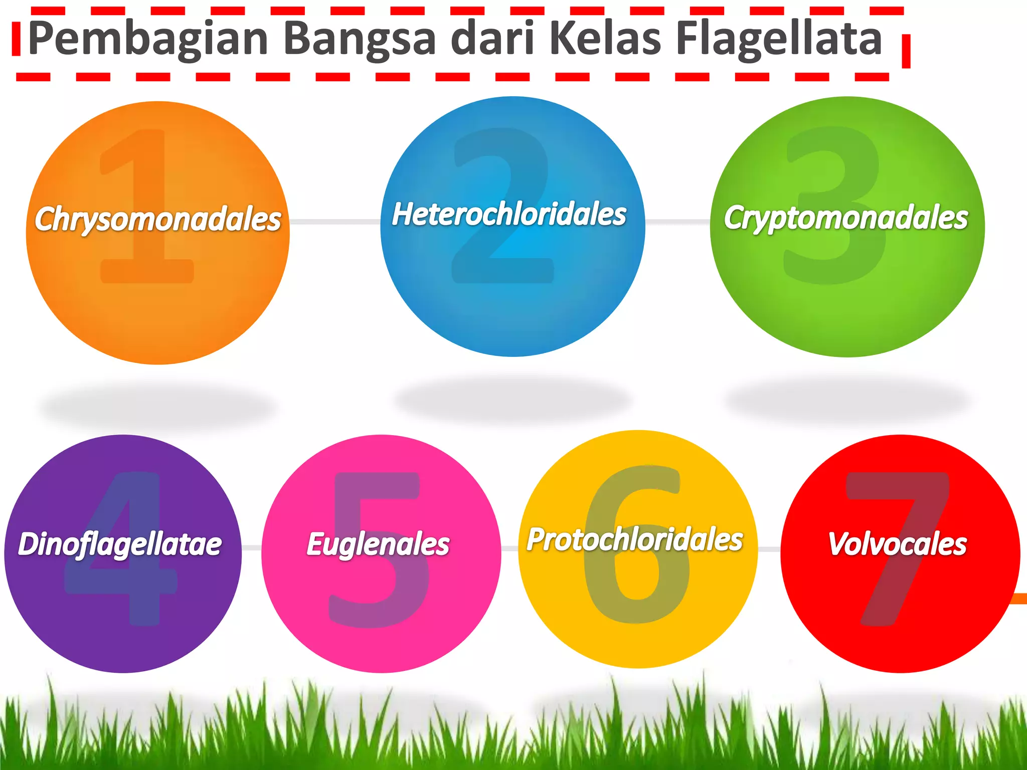 Pembagian Bangsa dari Kelas Flagellata