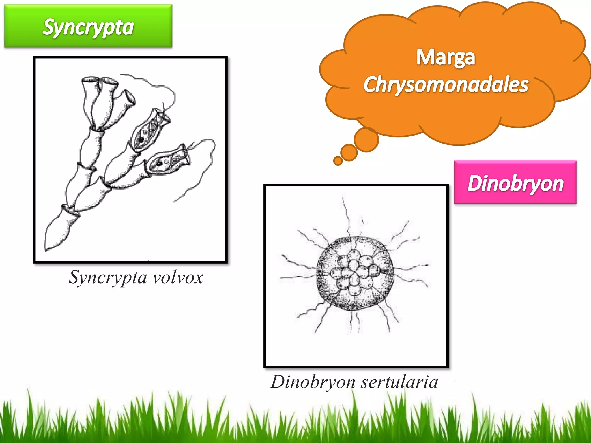 Syncrypta volvox
Dinobryon sertularia