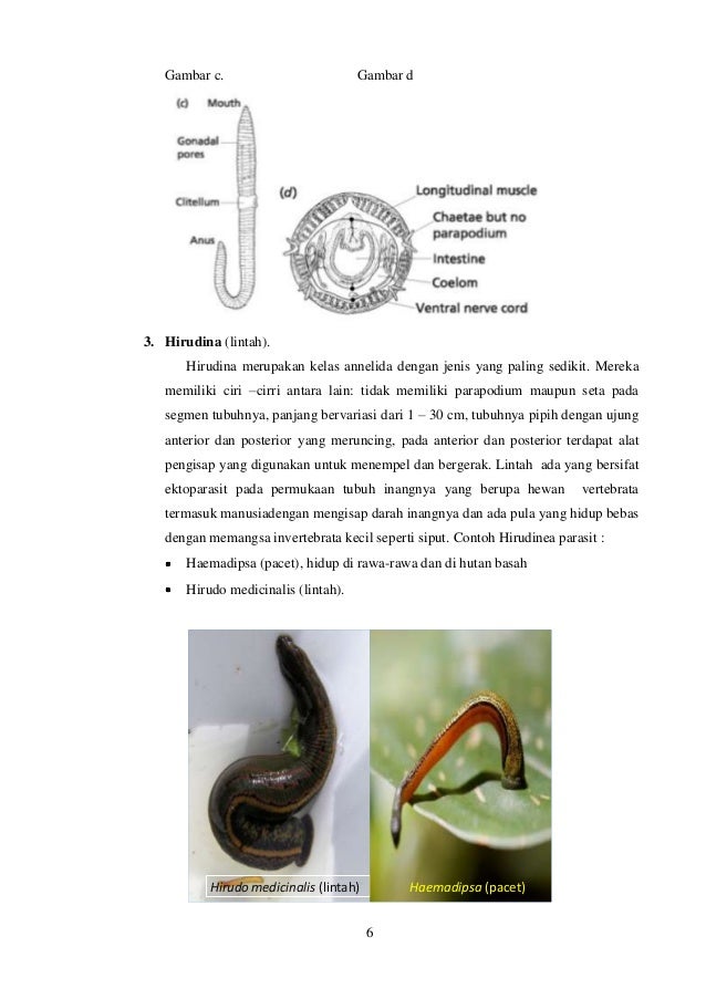 MAKALAH ANNELIDA