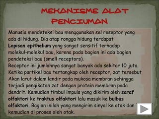 Manusia mendeteksi bau menggunakan sel reseptor yang
ada di hidung. Dia atap rongga hidung terdapat
Lapisan epithelium yang sangat sensitif terhadap
molekul-molekul bau, karena pada bagian ini ada bagian
pendeteksi bau (smell receptors).
Receptor ini jumlahnya sangat banyak ada sekitar 10 juta.
Ketika partikel bau tertangkap oleh receptor, zat tersebut
Akan larut dalam lendir pada mukosa membran sehingga
terjadi pengikatan zat dengan protein membran pada
dendrit. Kemudian timbul impuls yang dikirim oleh saraf
olfaktori ke traktus olfaktori lalu masuk ke bulbus
olfaktori. Bagian inilah yang mengirim sinyal ke otak dan
kemudian di proses oleh otak.
 
