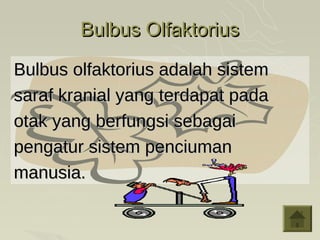 Bulbus Olfaktorius

Bulbus olfaktorius adalah sistem
saraf kranial yang terdapat pada
otak yang berfungsi sebagai
pengatur sistem penciuman
manusia.
 