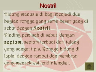 Nostril
Hidung manusia di bagi menjadi dua
bagian rongga yang sama besar yang di
sebut dengan Nostril.
Dinding pemisah di sebut dengan
septum, septum terbuat dari tulang
yang sangat tipis. Rongga hidung di
lapisi dengan rambut dan membran
yang mensekresi lendir lengket.
 