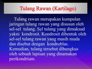 Tulang rawan merupakan kumpulan
jaringan tulang rawan yang disusun oleh
sel-sel tulang. Sel tulang yang dimaksud
yakni kondrosit. Kondrosit dibentuk oleh
sel-sel tulang rawan yang masih muda
dan disebut dengan kondroblas.
Kemudian, tulang tersebut dibungkus
oleh sebuah lapisan yang dinamakan
perikondrium.
 