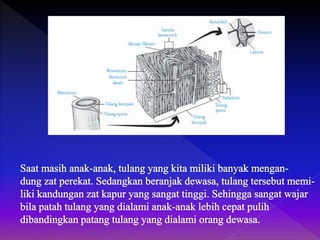 Biologi - Jenis tulang