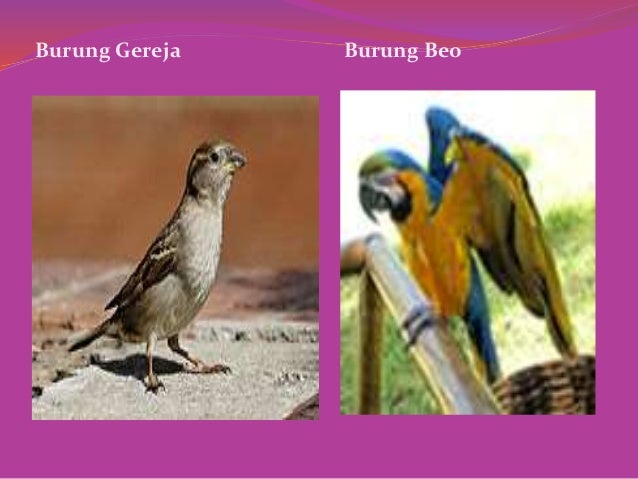 CIRI CIRI HEWAN VERTEBRATA PADA COORDATA CIRI CIRI HEWAN VERTEBRATA PADA COORDATA