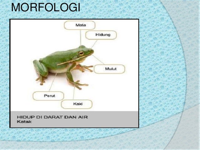 Kelompok 10 super kelas amphibi