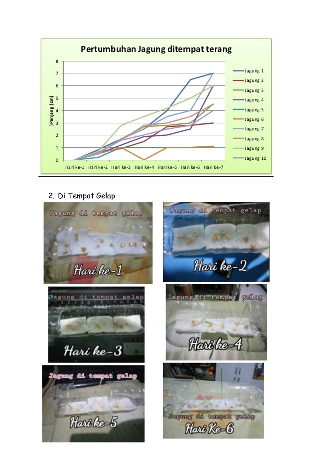 Makalah Perkecambahan Biji Kacang Hijau dan Biji Jagung