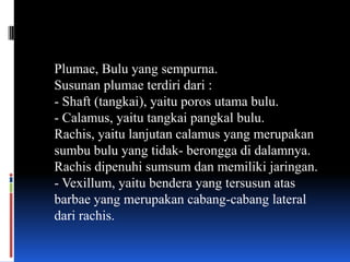 Plumae, Bulu yang sempurna.
Susunan plumae terdiri dari :
- Shaft (tangkai), yaitu poros utama bulu.
- Calamus, yaitu tangkai pangkal bulu.
Rachis, yaitu lanjutan calamus yang merupakan
sumbu bulu yang tidak- berongga di dalamnya.
Rachis dipenuhi sumsum dan memiliki jaringan.
- Vexillum, yaitu bendera yang tersusun atas
barbae yang merupakan cabang-cabang lateral
dari rachis.
 