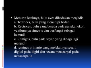  Menurut letaknya, bulu aves dibedakan menjadi:
  a. Tectrices, bulu yang menutupi badan.
  b. Rectrices, bulu yang berada pada pangkal ekor,
  vexilumnya simetris dan berfungsi sebagai
  kemudi.
  c. Remiges, bulu pada sayap yang dibagi lagi
  menjadi:
  d. remiges primarie yang melekatnya secara
  digital pada digiti dan secara metacarpal pada
  metacarpalia.
 
