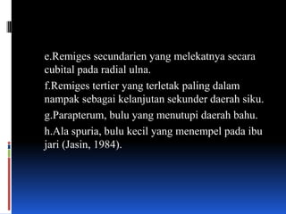 e.Remiges secundarien yang melekatnya secara
cubital pada radial ulna.
f.Remiges tertier yang terletak paling dalam
nampak sebagai kelanjutan sekunder daerah siku.
g.Parapterum, bulu yang menutupi daerah bahu.
h.Ala spuria, bulu kecil yang menempel pada ibu
jari (Jasin, 1984).
 