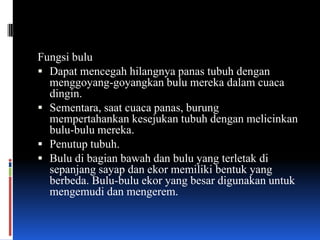 Fungsi bulu
 Dapat mencegah hilangnya panas tubuh dengan
  menggoyang-goyangkan bulu mereka dalam cuaca
  dingin.
 Sementara, saat cuaca panas, burung
  mempertahankan kesejukan tubuh dengan melicinkan
  bulu-bulu mereka.
 Penutup tubuh.
 Bulu di bagian bawah dan bulu yang terletak di
  sepanjang sayap dan ekor memiliki bentuk yang
  berbeda. Bulu-bulu ekor yang besar digunakan untuk
  mengemudi dan mengerem.
 