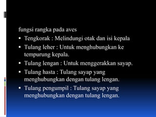 fungsi rangka pada aves
 Tengkorak : Melindungi otak dan isi kepala
 Tulang leher : Untuk menghubungkan ke
  tempurung kepala.
 Tulang lengan : Untuk menggerakkan sayap.
 Tulang hasta : Tulang sayap yang
  menghubungkan dengan tulang lengan.
 Tulang pengumpil : Tulang sayap yang
  menghubungkan dengan tulang lengan.
 