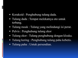  Korakoid : Penghubung tulang dada.
 Tulang dada : Tempat melekatnya oto untuk
  terbang.
 Tulang rusuk : Tulang yang melindungi isi perut.
 Pelvis : Penghubung tulang ekor
 Tulang ekor : Tulang penghubung dengan kloaka.
 Tulang kering : Penghubung tulang paha kebetis.
 Tulang paha : Untuk persendian.
 