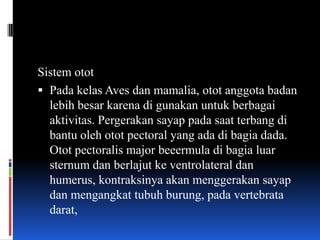Sistem otot
 Pada kelas Aves dan mamalia, otot anggota badan
  lebih besar karena di gunakan untuk berbagai
  aktivitas. Pergerakan sayap pada saat terbang di
  bantu oleh otot pectoral yang ada di bagia dada.
  Otot pectoralis major beeermula di bagia luar
  sternum dan berlajut ke ventrolateral dan
  humerus, kontraksinya akan menggerakan sayap
  dan mengangkat tubuh burung, pada vertebrata
  darat,
 