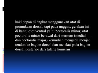 kaki depan di angkat menggunakan otot di
permukaan dorsal, tapi pada unggas, gerakan ini
di bantu otot ventral yaitu pectoralis minor, otot
pectoralis minor berawal dari sternum (medial
dan pectoralis major) kemudian mengecil menjadi
tendon ke bagian dorsal dan melekat pada bagian
dorsal posterior dari tulang humerus
 