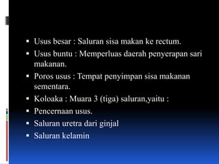  Usus besar : Saluran sisa makan ke rectum.
 Usus buntu : Memperluas daerah penyerapan sari
  makanan.
 Poros usus : Tempat penyimpan sisa makanan
  sementara.
 Koloaka : Muara 3 (tiga) saluran,yaitu :
 Pencernaan usus.
 Saluran uretra dari ginjal
 Saluran kelamin
 