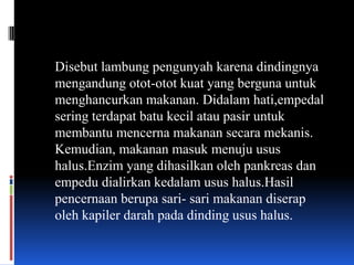 Disebut lambung pengunyah karena dindingnya
mengandung otot-otot kuat yang berguna untuk
menghancurkan makanan. Didalam hati,empedal
sering terdapat batu kecil atau pasir untuk
membantu mencerna makanan secara mekanis.
Kemudian, makanan masuk menuju usus
halus.Enzim yang dihasilkan oleh pankreas dan
empedu dialirkan kedalam usus halus.Hasil
pencernaan berupa sari- sari makanan diserap
oleh kapiler darah pada dinding usus halus.
 