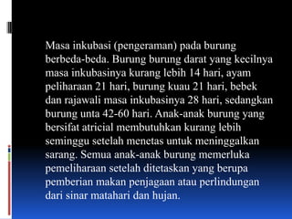 Masa inkubasi (pengeraman) pada burung
berbeda-beda. Burung burung darat yang kecilnya
masa inkubasinya kurang lebih 14 hari, ayam
peliharaan 21 hari, burung kuau 21 hari, bebek
dan rajawali masa inkubasinya 28 hari, sedangkan
burung unta 42-60 hari. Anak-anak burung yang
bersifat atricial membutuhkan kurang lebih
seminggu setelah menetas untuk meninggalkan
sarang. Semua anak-anak burung memerluka
pemeliharaan setelah ditetaskan yang berupa
pemberian makan penjagaan atau perlindungan
dari sinar matahari dan hujan.
 