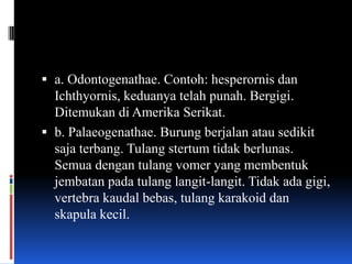  a. Odontogenathae. Contoh: hesperornis dan
  Ichthyornis, keduanya telah punah. Bergigi.
  Ditemukan di Amerika Serikat.
 b. Palaeogenathae. Burung berjalan atau sedikit
  saja terbang. Tulang stertum tidak berlunas.
  Semua dengan tulang vomer yang membentuk
  jembatan pada tulang langit-langit. Tidak ada gigi,
  vertebra kaudal bebas, tulang karakoid dan
  skapula kecil.
 