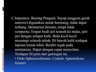 C.Impennes. Burung Penguin. Sayap (anggota gerak
  anterior) digunakan untuk berenang, tidak dapat
  terbang. Metatarsus bersatu, tetapi tidak
  sempurna. Empat buah jari terarah ke muka, jari-
  jari dengan selaput kulit. Bulu kecil-kecil
  menutupi seluruh tubuh. Di bawah kulit terdapat
  lapisan lemak tebal. Berdiri tegak pada
  metatarsus. Dapat dengan cepat menyelam.
  Terdapat 20 jenis dari golongan ini.
  • Ordo Sphenisciformes. Contoh: Aptenodytes
  forsteri
 