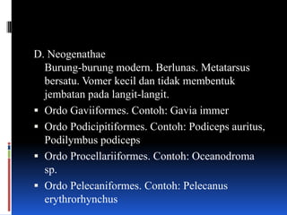 D. Neogenathae
  Burung-burung modern. Berlunas. Metatarsus
  bersatu. Vomer kecil dan tidak membentuk
  jembatan pada langit-langit.
 Ordo Gaviiformes. Contoh: Gavia immer
 Ordo Podicipitiformes. Contoh: Podiceps auritus,
  Podilymbus podiceps
 Ordo Procellariiformes. Contoh: Oceanodroma
  sp.
 Ordo Pelecaniformes. Contoh: Pelecanus
  erythrorhynchus
 