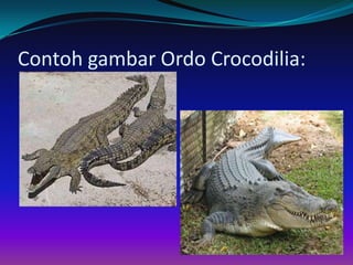 Contoh gambar Ordo Crocodilia:
 