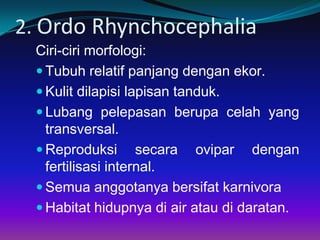2. Ordo Rhynchocephalia
 Ciri-ciri morfologi:
  Tubuh relatif panjang dengan ekor.
  Kulit dilapisi lapisan tanduk.
  Lubang pelepasan berupa celah yang
   transversal.
  Reproduksi secara ovipar dengan
   fertilisasi internal.
  Semua anggotanya bersifat karnivora
  Habitat hidupnya di air atau di daratan.
 
