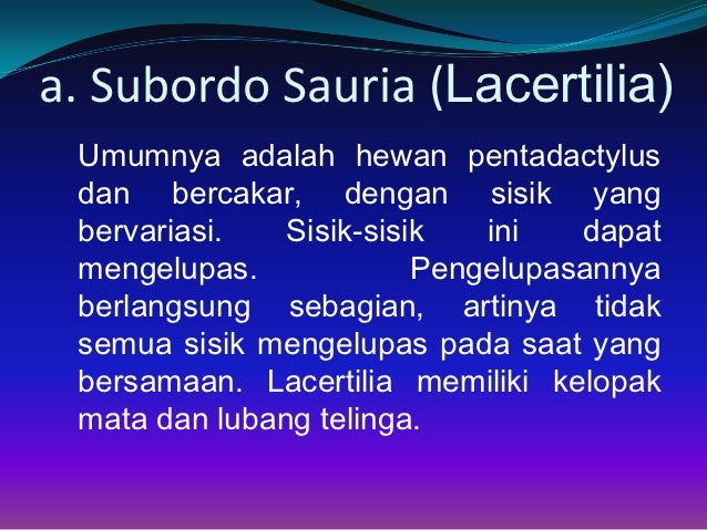 Kelompok 12 super kelas reptilia