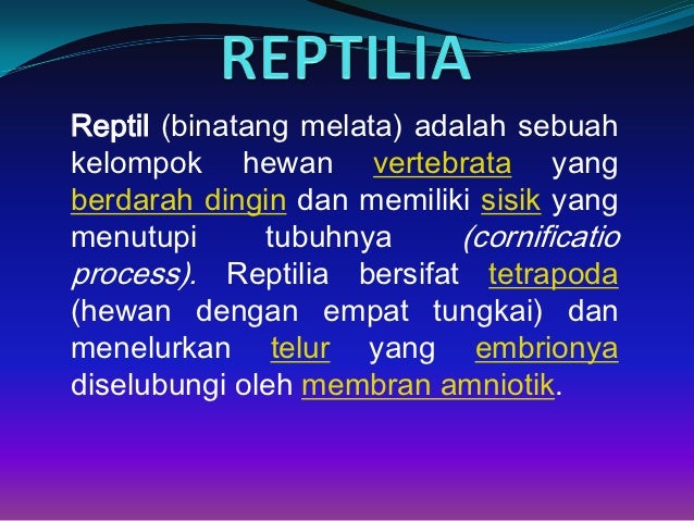 Kelompok 12 super kelas reptilia