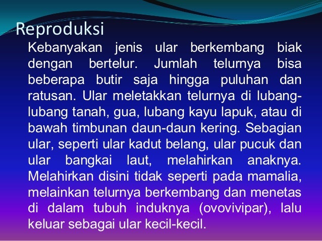 Kelompok 12 super kelas reptilia Kelompok 12 super kelas reptilia