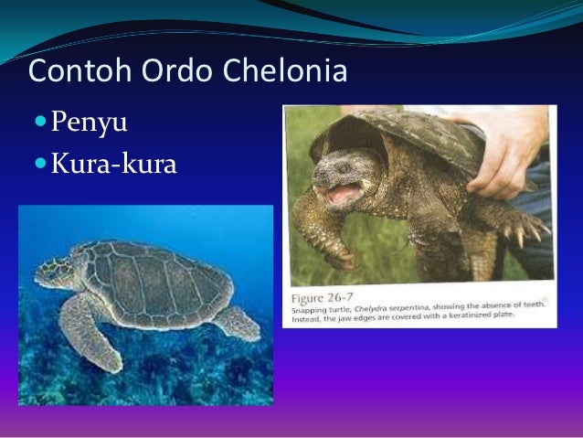 Kelompok 12 super kelas reptilia Kelompok 12 super kelas reptilia