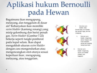 Aplikasi hukum Bernoulli
pada Hewan
Bagaimana ikan mengapung,
melayang, dan tenggelam di dasar
air? Kebanyakan ikan memiliki
swim bladder (kantong renang) yang
mirip gelembung dan berisi penuh
gas. Swim bladder (Gambar 7.22)
bekerja seperti tangki pemberat
pada kapal selam. Ikan dapat
mengukbah ukuran swim bladder
dengan cara mengendurkan atau
mengencangkan otot-otonya sesuai
keperluan ikan ; mengapung,
melayang, atau tenggelam.
 